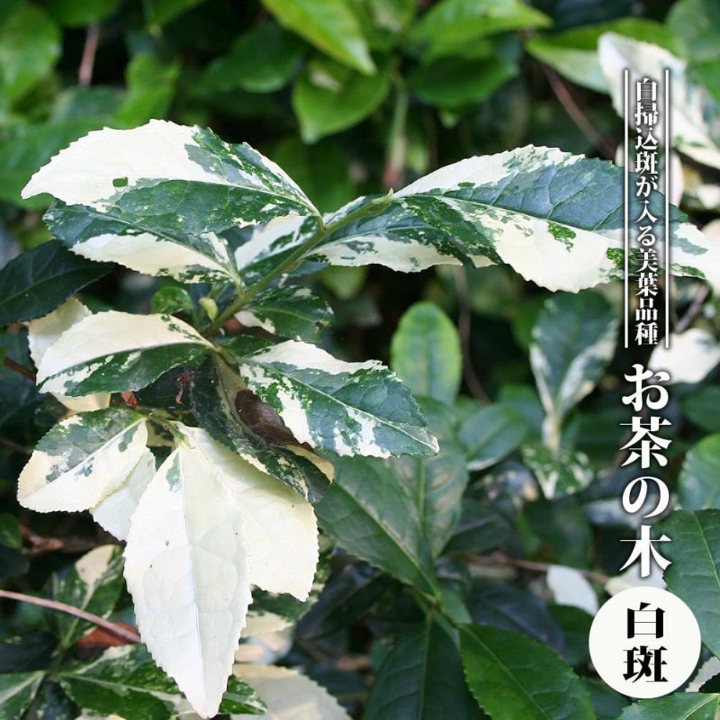 白い茶の木　チャノキ　白色 チャノキ 白斑 苗 販売 苗木部 By 花ひろばオンライン