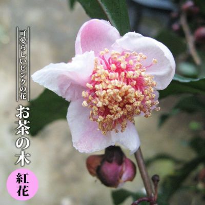 入荷の少ない珍しい品種 | 苗木部 本店 By 花ひろばオンライン 入荷の少ない珍しい品種 | 苗木部 本店 By 花ひろばオンライン