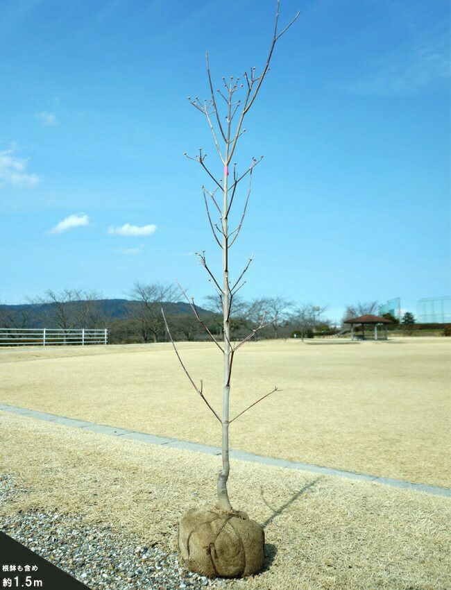 直営の通販サイト 花芽付き 白花ハナミズキ 根巻き大苗 庭木 大型宅配