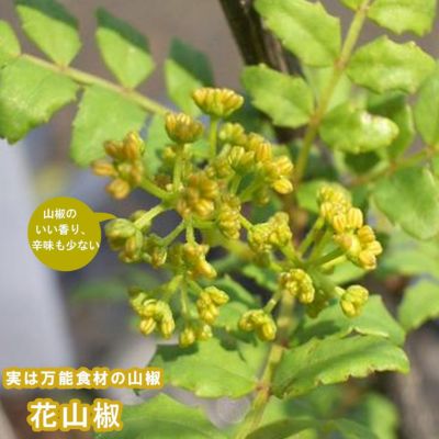 青森県産 #花山椒の蕾Ω