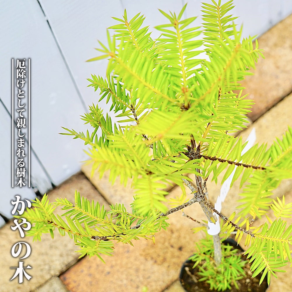 かや ”榧 ”の木 専門店の苗木販売 苗木部 By 花ひろばオンライン 特徴・育て方