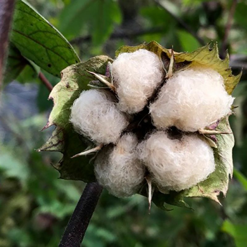 ブランド品専門の オーガニックの花と緑肥 和綿 わめん 茶錦 A457 小袋