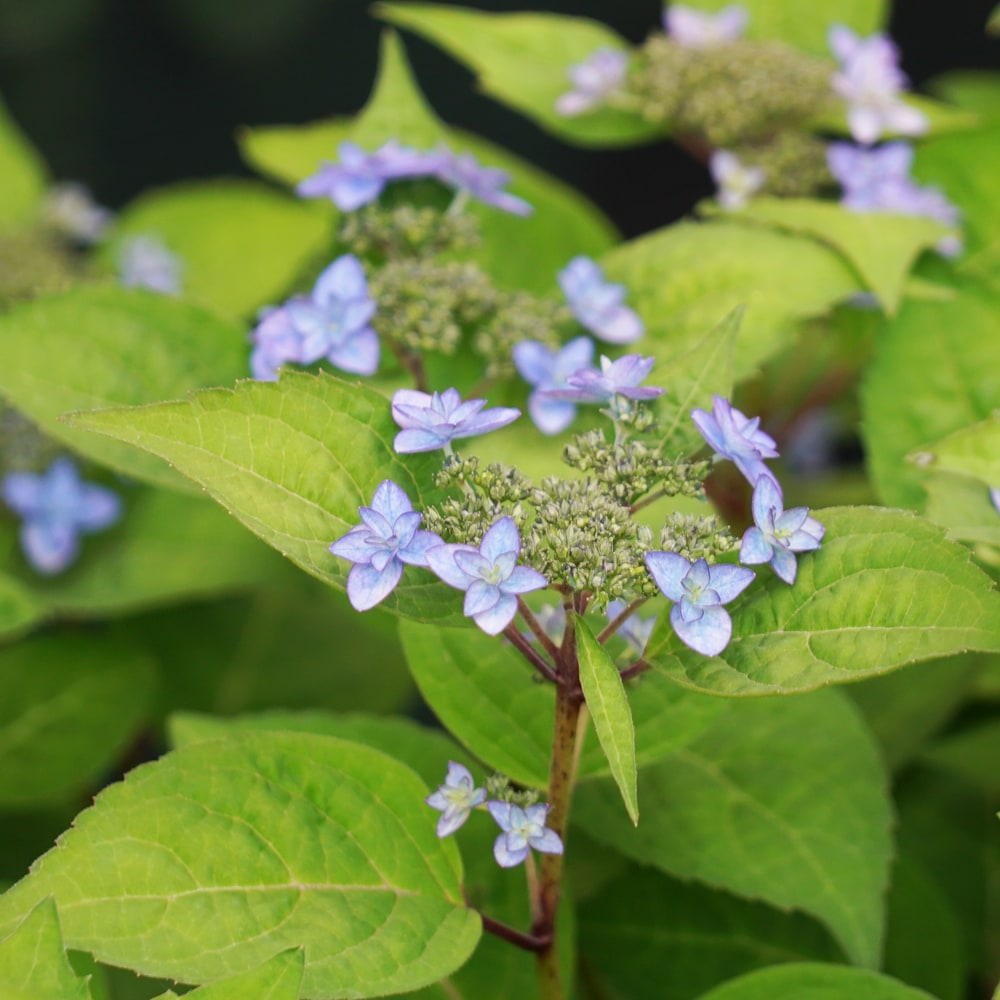 ついに再販開始 アジサイ 山紫陽花 苗 久住の舞 5号ポット苗 Thisissesame Com