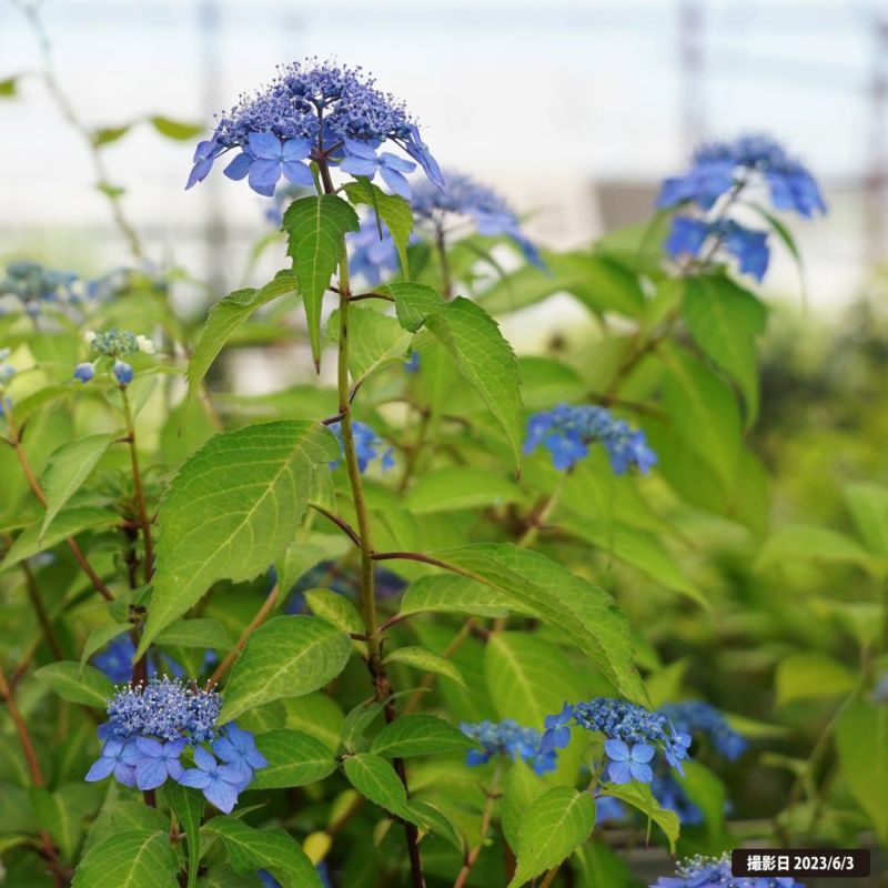 欄&空  輸入アジサイ 苗 7種 欄&空 輸入アジサイ 苗 7種 欄&空 様専用 輸入アジサイ 苗 7種 【公式