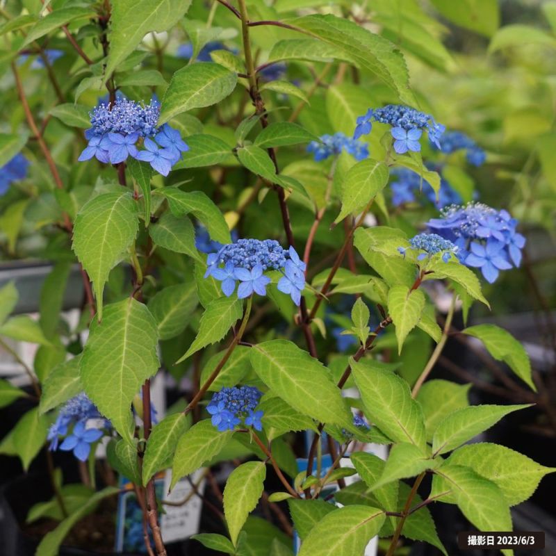 ヤマアジサイ 七変化 苗 販売 苗木部 By 花ひろばオンライン