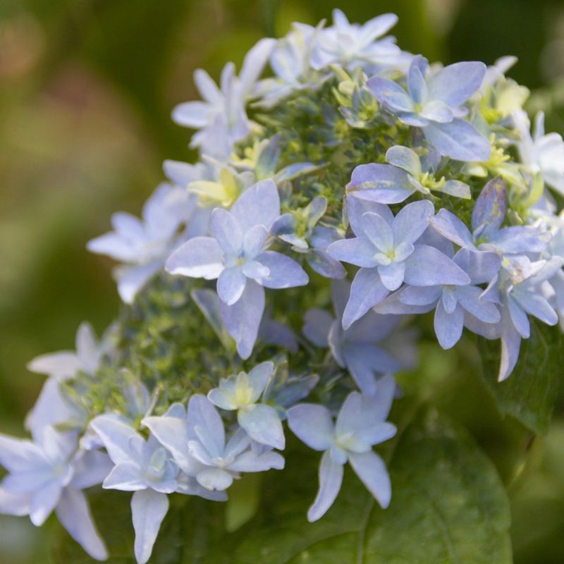 ヤマアジサイ 土佐のまほろば 苗 販売 苗木部 By 花ひろばオンライン