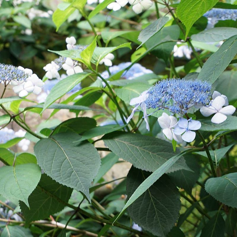 000000050877-06-l.jpg?t=