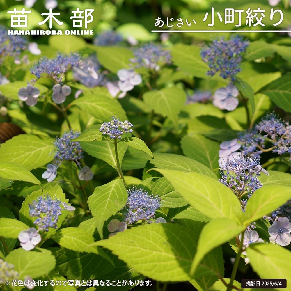 ヤマアジサイ 小町絞り 苗 販売 苗木部 By 花ひろばオンライン
