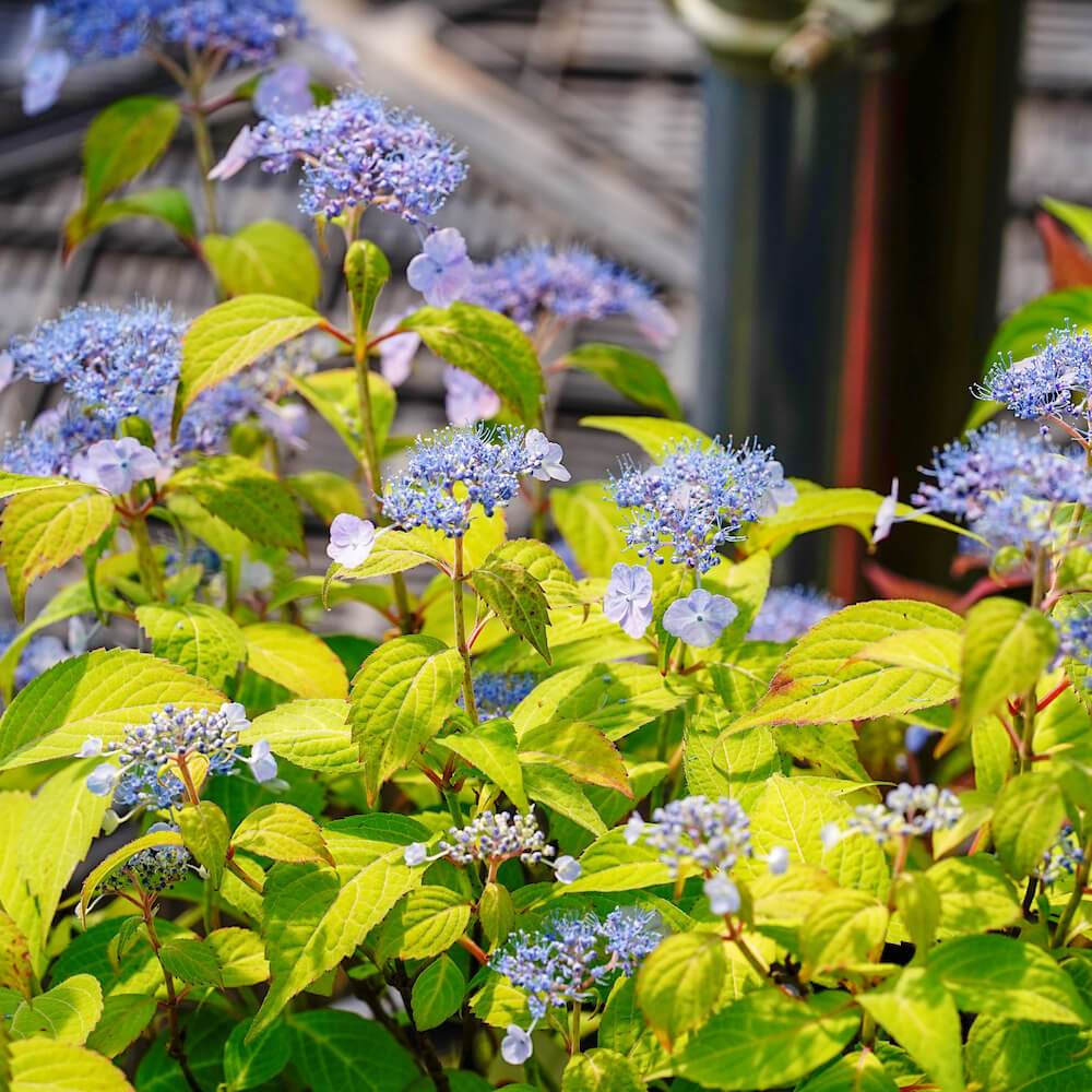 ヤマアジサイ 小町絞り 苗 販売 苗木部 By 花ひろばオンライン