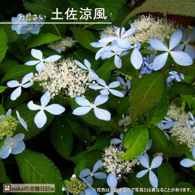 楽天市場】ヤマアジサイ 紅（クレナイ） : おぎはら植物園