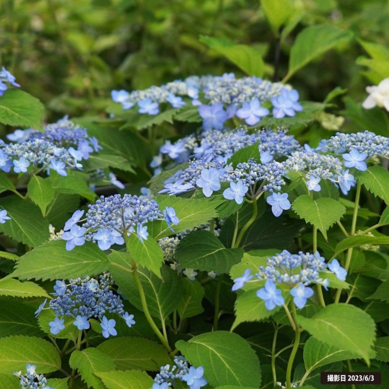 【花苗】ヤマアジサイ　海峡　ポットごと発送　山紫陽花　山アジサイ　カイキョウ ヤマアジサイ 海峡 苗 販売 苗木部 By 花ひろばオンライン
