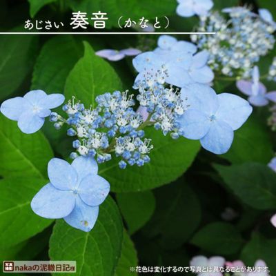 芍薬 かぐや姫 シャクヤク 苗 巨大輪咲き品種 香りある 薄いピンク色