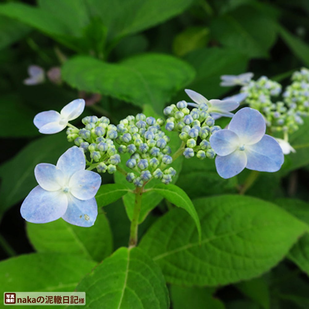 第1位獲得 アジサイ 山紫陽花 苗 秦音 5号ポット苗 Rmladv Com Br