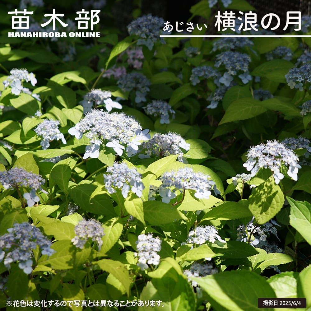 アジサイ 冬アジサイ斑入 苗 販売 苗木部 By 花ひろばオンライン