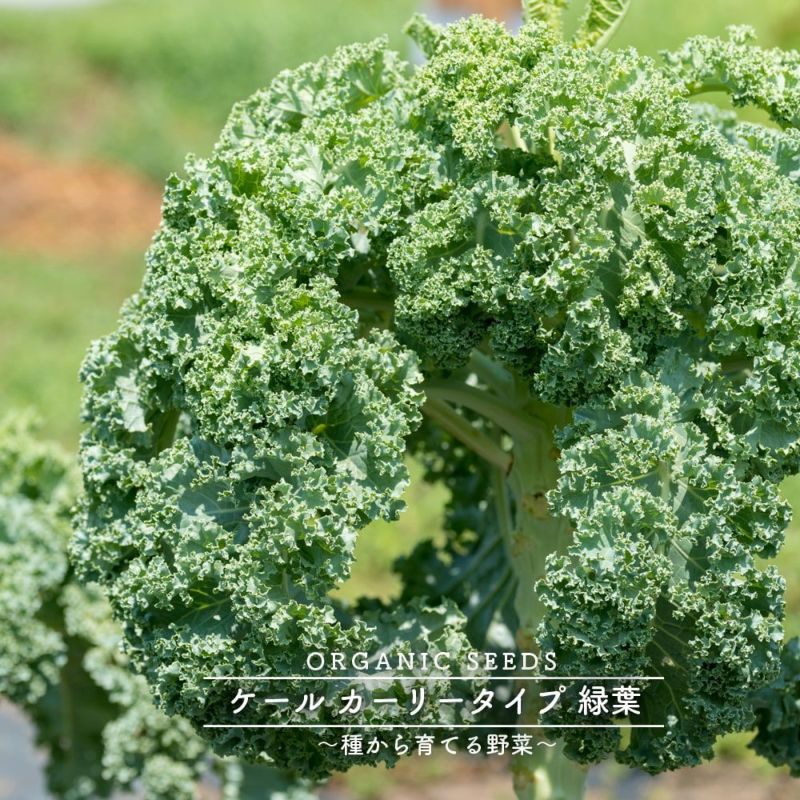 日本製 西洋野菜の種 ロケット 小袋 野菜の種 buxo.cat