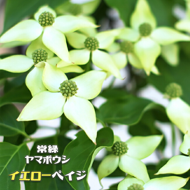 ヤマボウシ 赤花ヤマボウシ サトミ ポット苗 庭木 落葉樹 シンボルツリー 観賞花木 苗木部 本店 By 花ひろばオンライン
