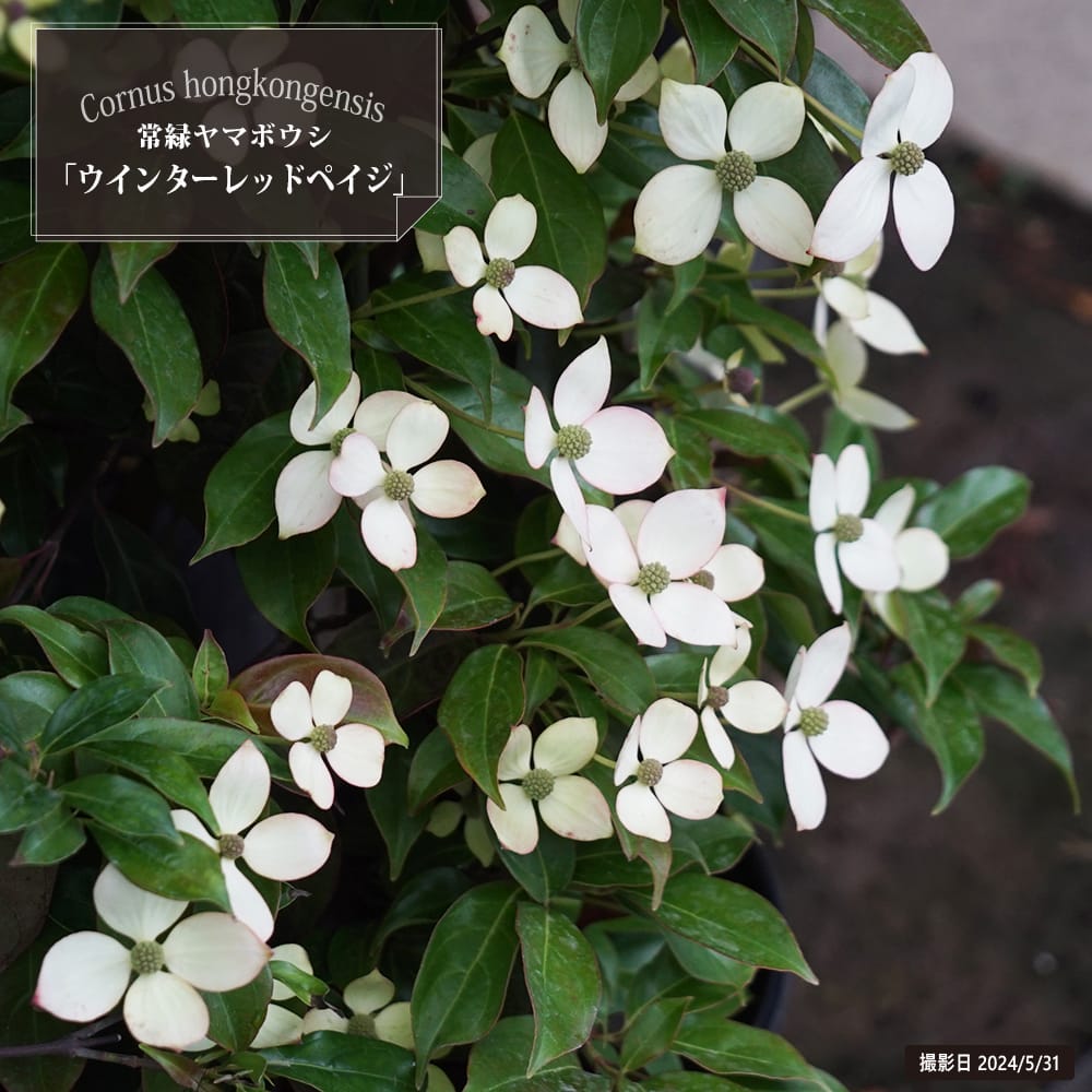 常緑ヤマボウシ 苗木部 本店 By 花ひろばオンライン