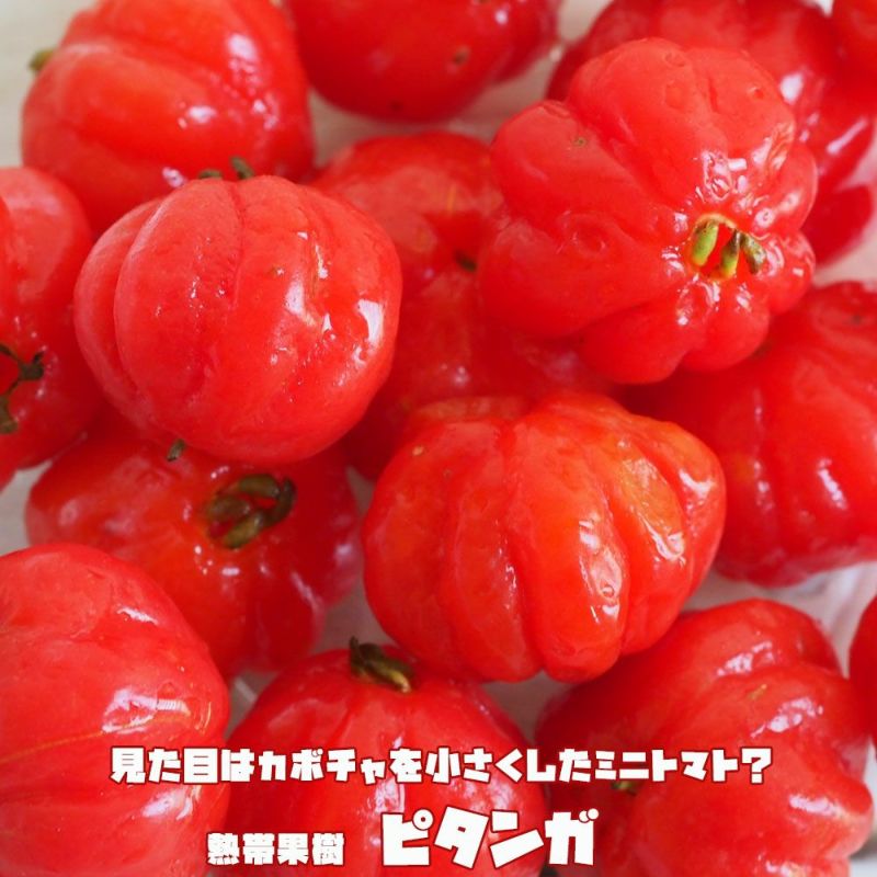 ピタンガ ラバー種 ポット大苗 常緑性のある熱帯果樹 【大型宅配便】 沖縄・離島不可 【植木 高木】□送料無料□ | 苗木部 本店 By  花ひろばオンライン