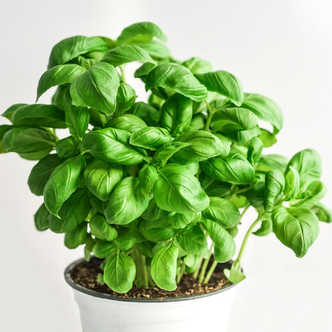 有機種子 バジル スイート Lサイズ 1ｄｌ 種蒔時期 4 6月 8 9月 苗木部 本店 By 花ひろばオンライン