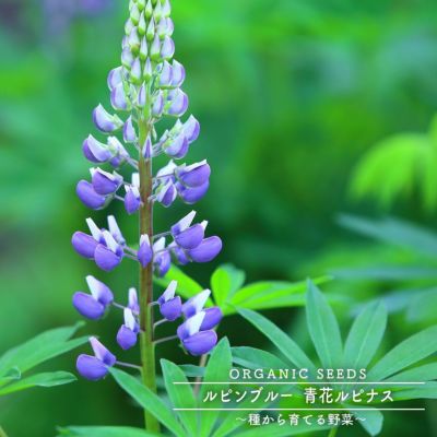 有機種子 ルピンブルー 青花ルピナス 緑肥 牧草 L 900g 専門店の種 苗木部by花ひろばオンライン 有機種子 ルピンブルー 青花ルピナス 緑肥 牧草 L 900g 専門店の種 苗木部by花ひろばオンライン