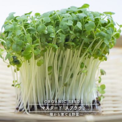 有機種子 マスタード スプラウト Mサイズ 70g 専門店の種 苗木部 By 花ひろばオンライン 有機種子 マスタード スプラウト Mサイズ 70g 専門店の種 苗木部 By 花ひろばオンライン
