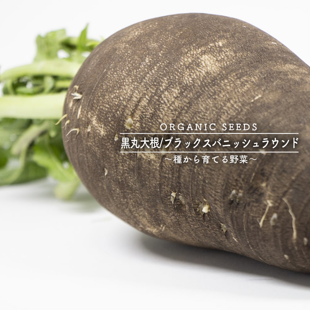 有機種子 黒丸大根 ブラックスパニッシュラウンド L 1dl 専門店の種 苗木部by花ひろばオンライン