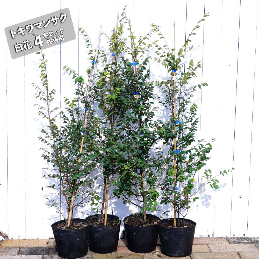 トキワマンサク 苗木部 本店 By 花ひろばオンライン