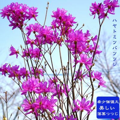 14山採り ハヤトミツバツツジ 花色未確認 希少岩ツツジ