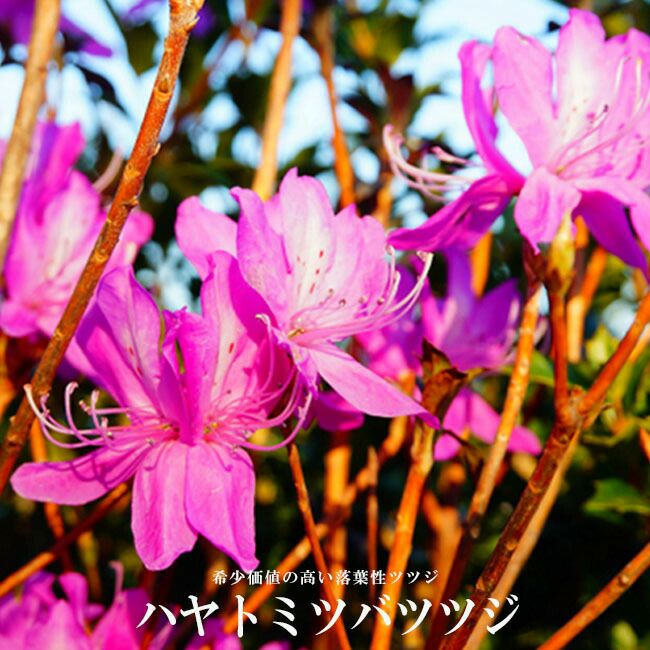 000000051121-03-l.jpg?t= 000000051121-03-l.jpg?t=
