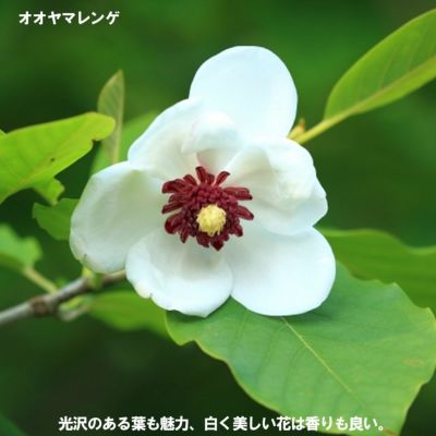 楽天市場】オオヤマレンゲ 苗の通販