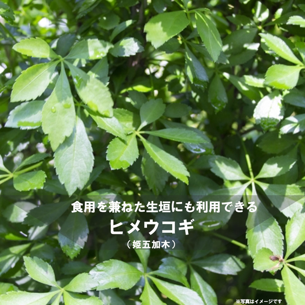 ヒメウコギ 姫五加木 ポット苗 五加皮はこの木の皮 落葉樹 薬用樹 珍しい 苗 苗木 苗木部 本店 By 花ひろばオンライン