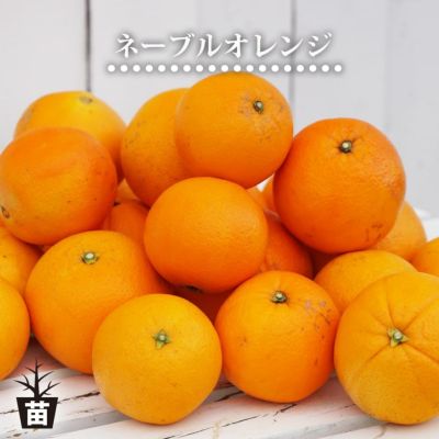 果樹苗 | 苗木部 本店 By 花ひろばオンライン 果樹苗 | 苗木部 本店 By 花ひろばオンライン