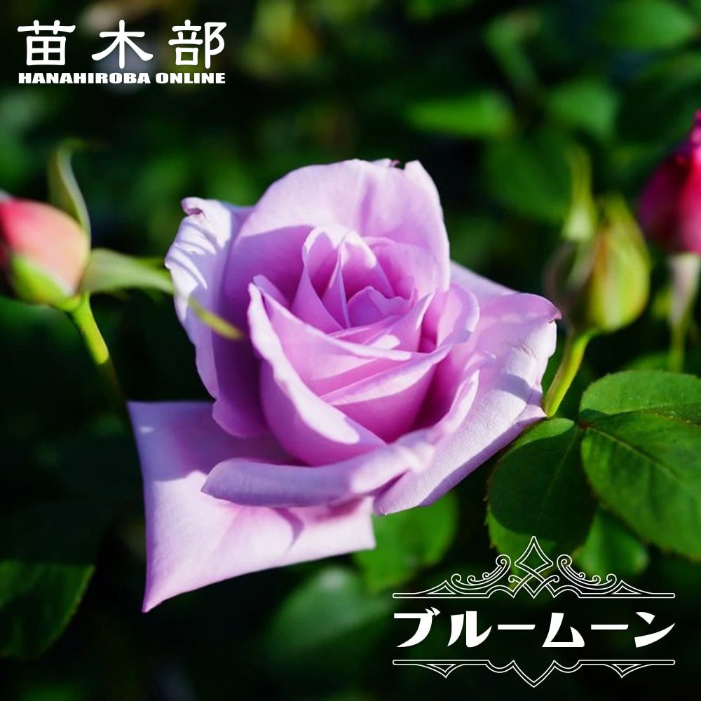 バラ 爽 FL フロリバンダ 苗 販売 苗木部 By 花ひろばオンライン