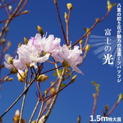 000000051283-01-m.jpg?t=