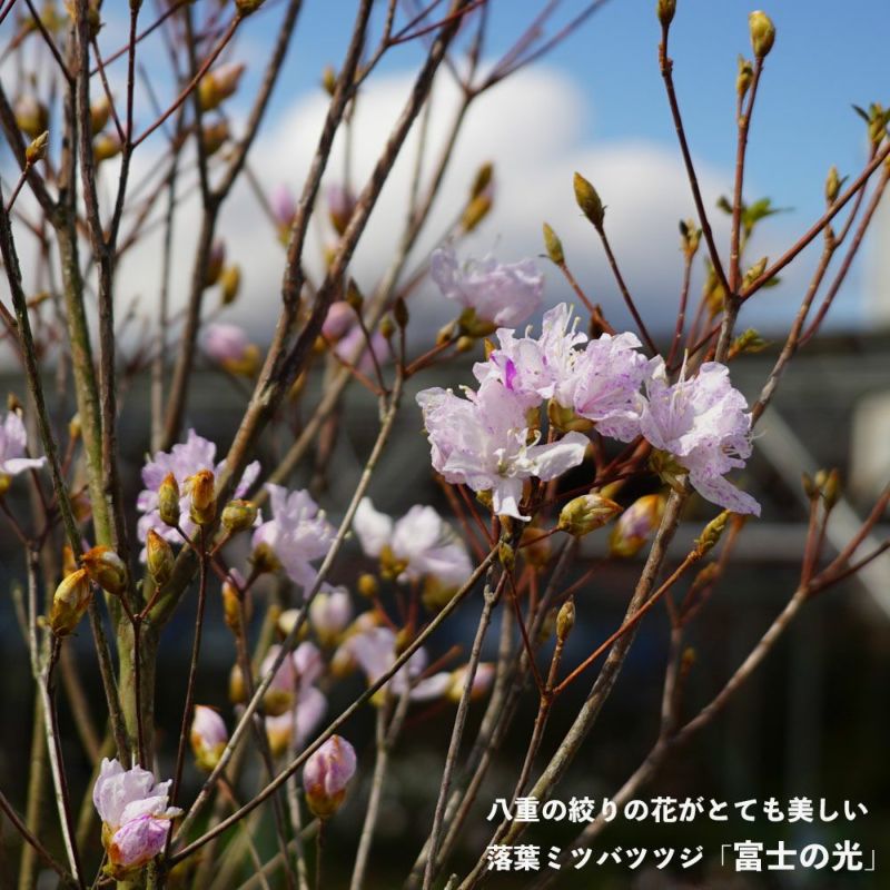 落葉ミツバツツジ 富士の光 八重変わり咲き種 根巻き特大苗 落葉樹 庭木 記念樹 【大型宅配便】 沖縄・離島不可 | 苗木部 本店 By  花ひろばオンライン