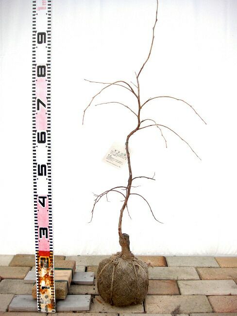 【専用】シダレエゴノキ/大株【現品発送】管理70578 シダレエゴノキ/大株【現品発送】管理70578 常緑エゴノキ 花