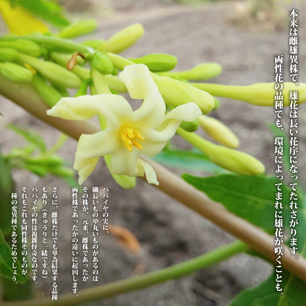 美らタイ 青パパイヤ 苗 販売 苗木部 By 花ひろばオンライン