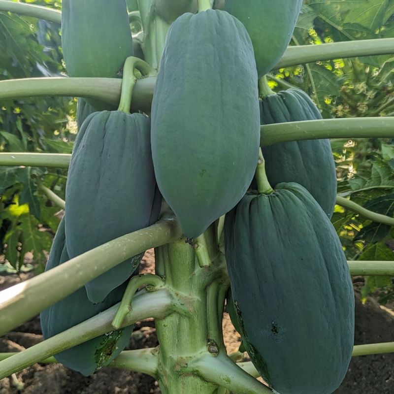 【お得】 000000051358-09-l.jpg?t= 野菜