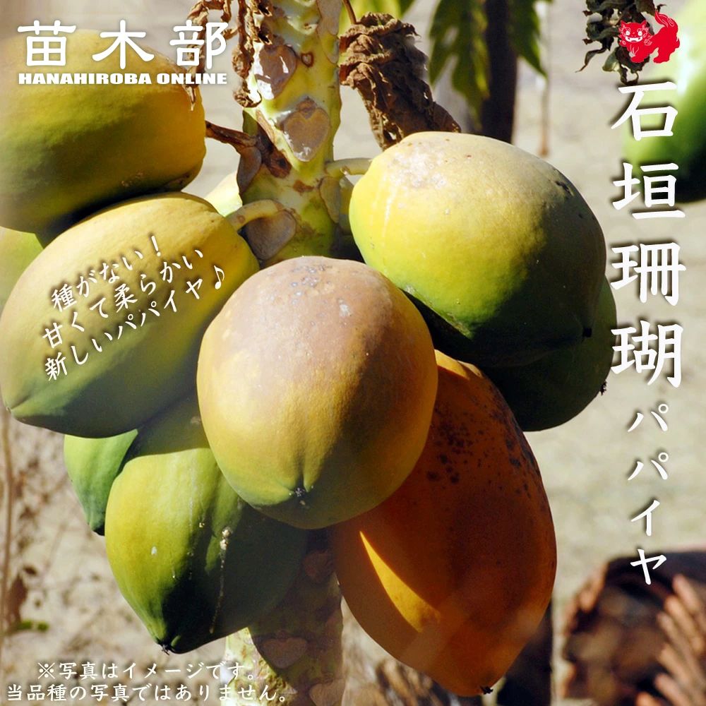 パパイヤ フルーツパパイヤ 石垣珊瑚 苗 販売 苗木部 By 花ひろば  