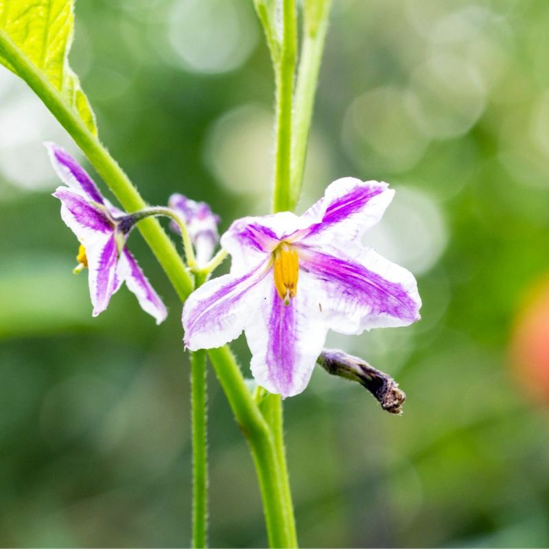 000000051392-02-l.jpg?t=