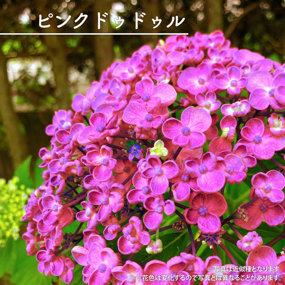 あじさい 苗 パリ アジサイ 5号ポット苗 紫陽花 庭木 落葉樹 低木 苗木部 本店 By 花ひろばオンライン