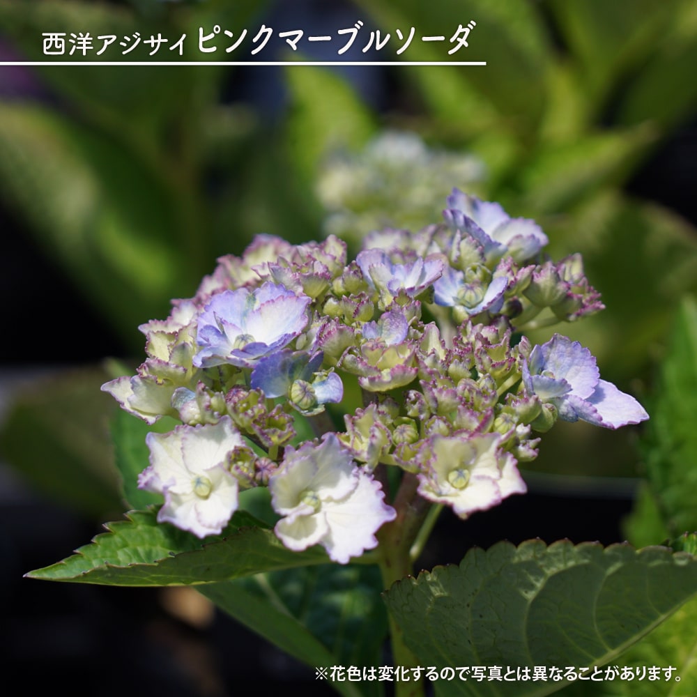 アジサイ ピンクマーブルソーダ 西洋アジサイ 苗 販売 苗木部 By 花  