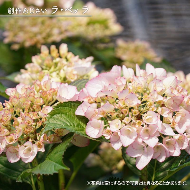 ラスト1鉢 アジサイ フラッペ 5号 1 新品種 紫陽花 - 植物/観葉植物