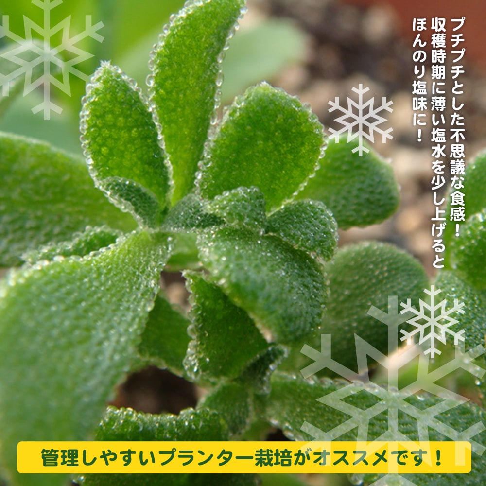 アイスプラント 苗 販売 苗木部 By 花ひろばオンライン