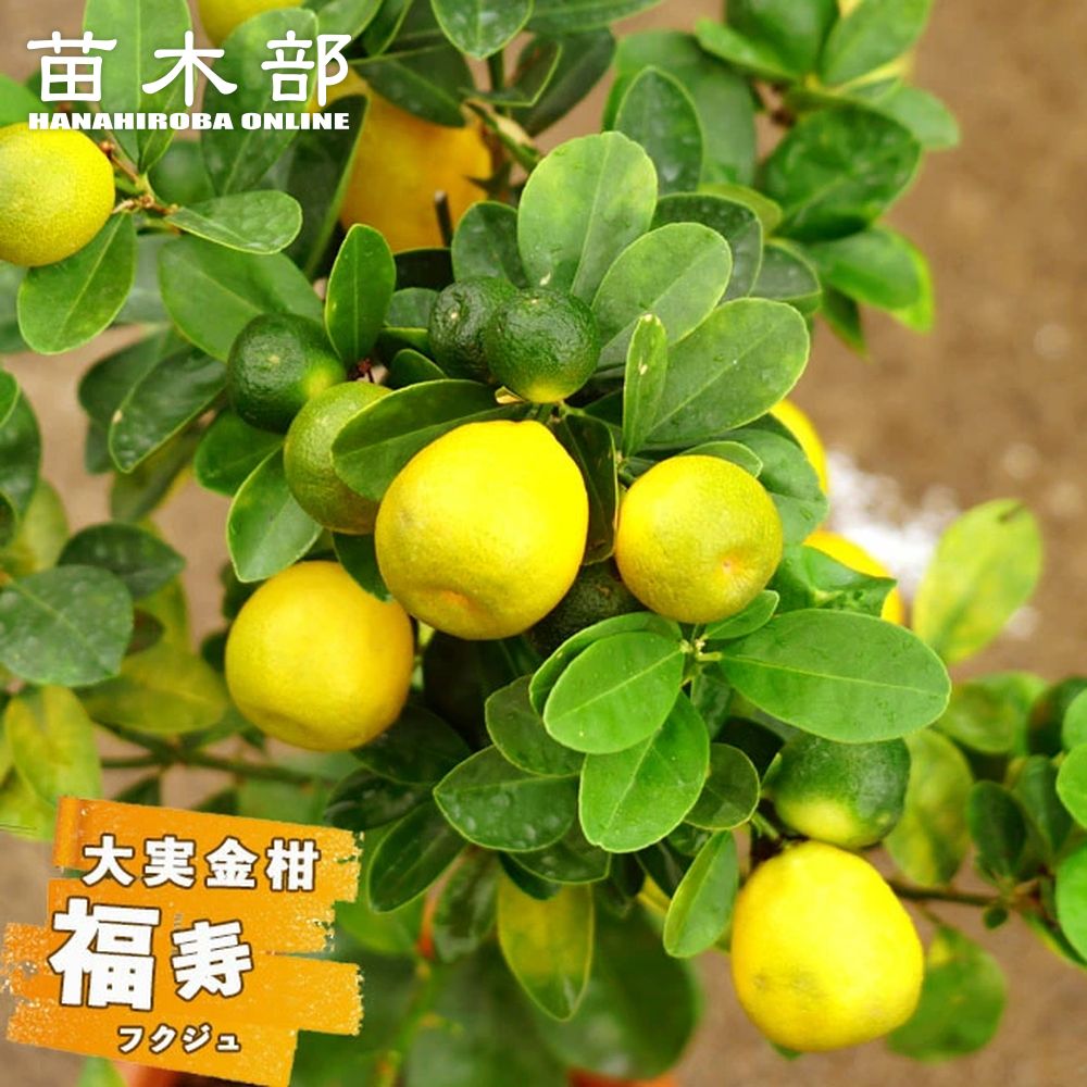 きんかんの挿し木無農薬 （金柑 家庭菜園 無農薬 訳あり もの寂しい）