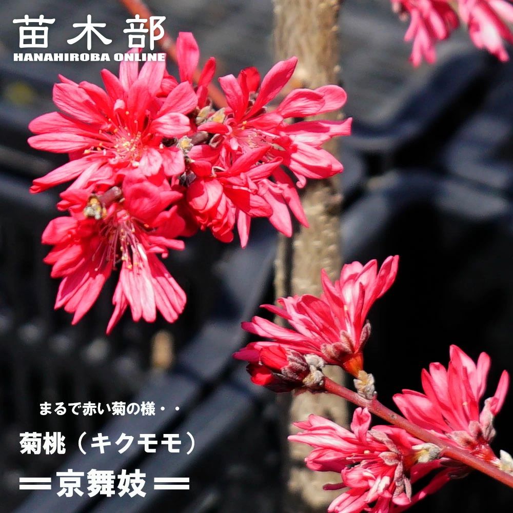京舞妓 紅菊桃 苗木 京舞妓 紅菊桃 苗木