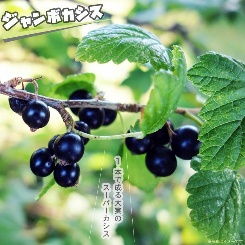 フサスグリ ブラックカラント ジャンボカシス 苗 販売 苗木部 By 花