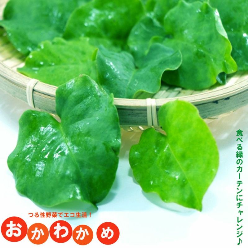 野菜 苗 おかわかめ 雲南百薬 アカザカズラ 4号ポット苗 食べる緑のカーテン