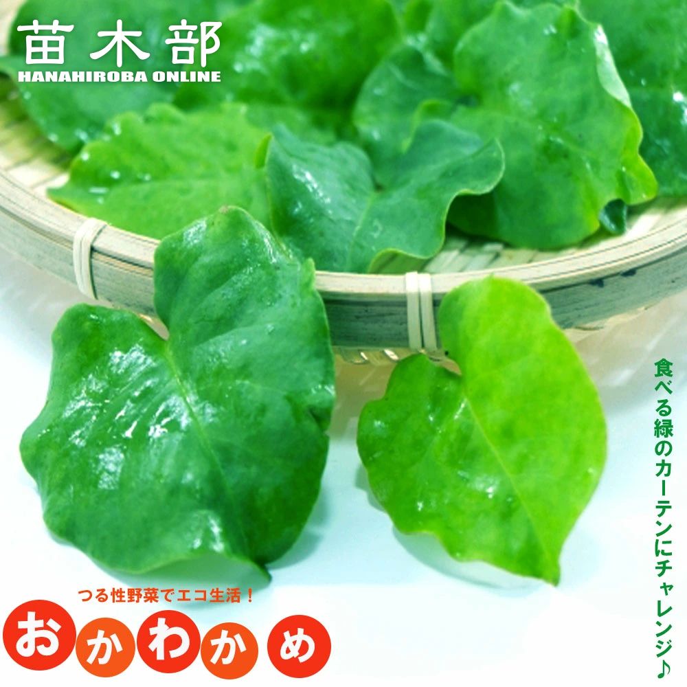 おかわかめ 苗 販売 苗木部 By 花ひろばオンライン 
