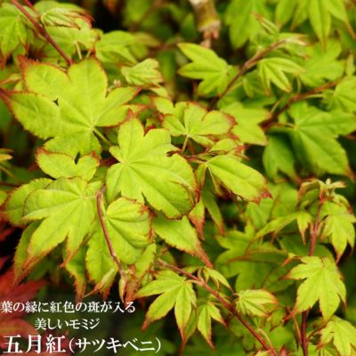 モミジ 五月紅 サツキベニ テーブルサイズ 鉢苗 落葉樹 もみじ 苗 観葉植物 苗木部 本店 By 花ひろばオンライン